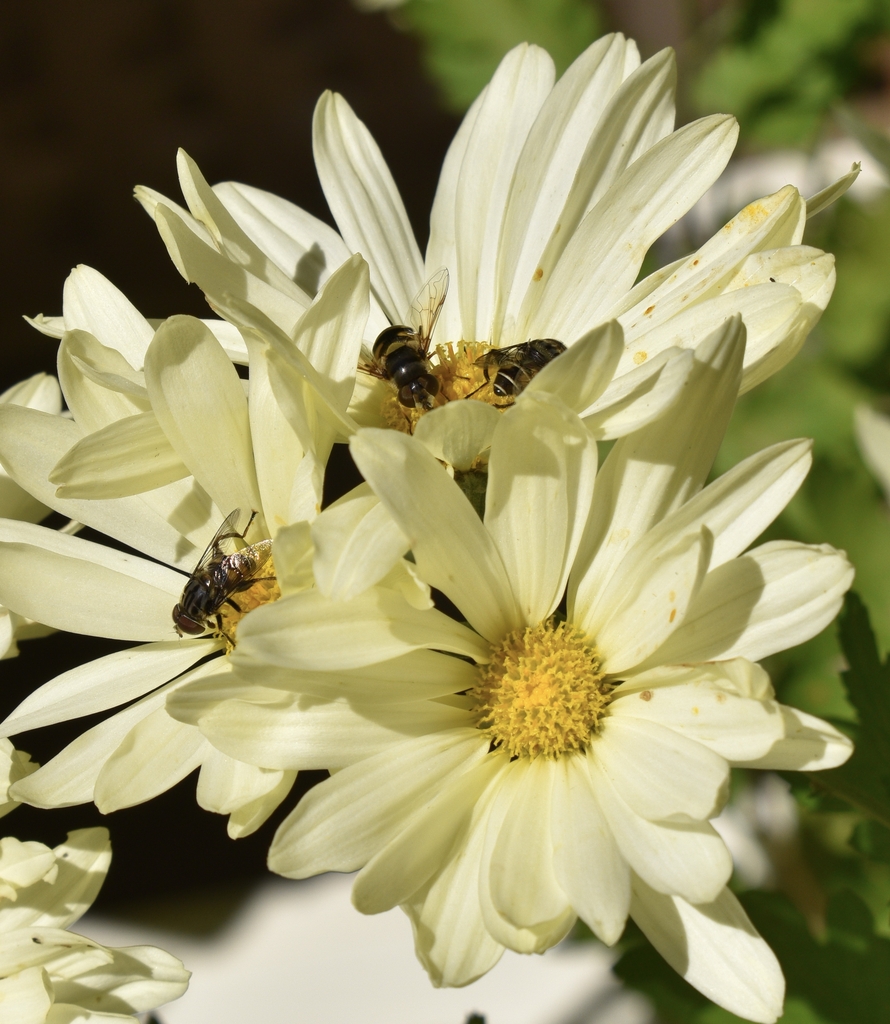 Hover flies attracted to Gethsemane Moonlight flowers