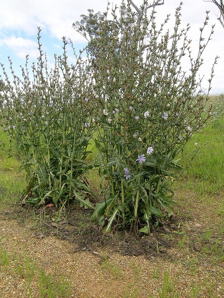 Cichorium intybus