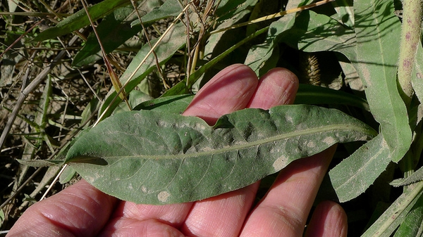 Cichorium intybus