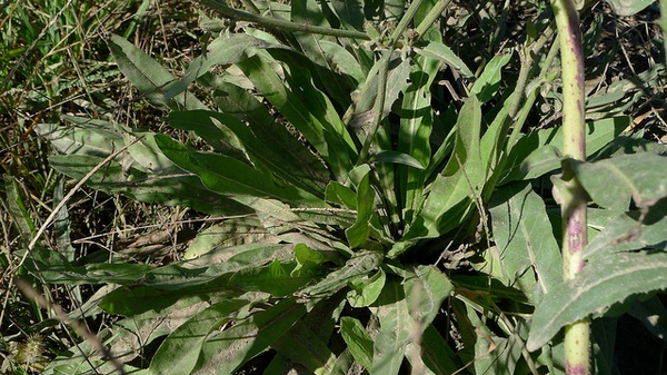 Cichorium intybus