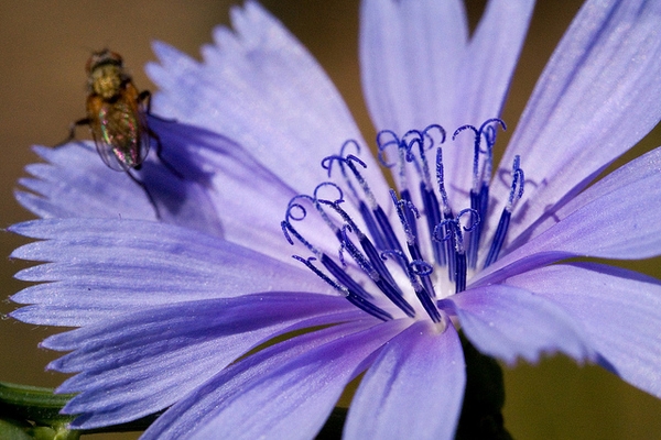 Cichorium intybus