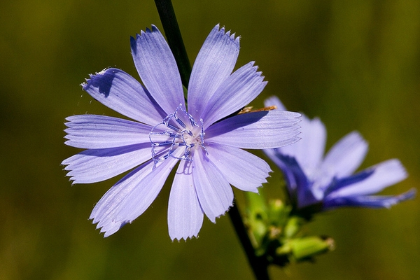 Cichorium intybus