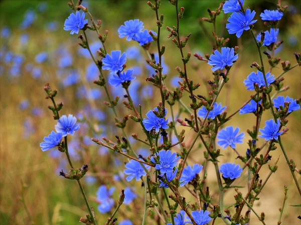 Cichorium intybus
