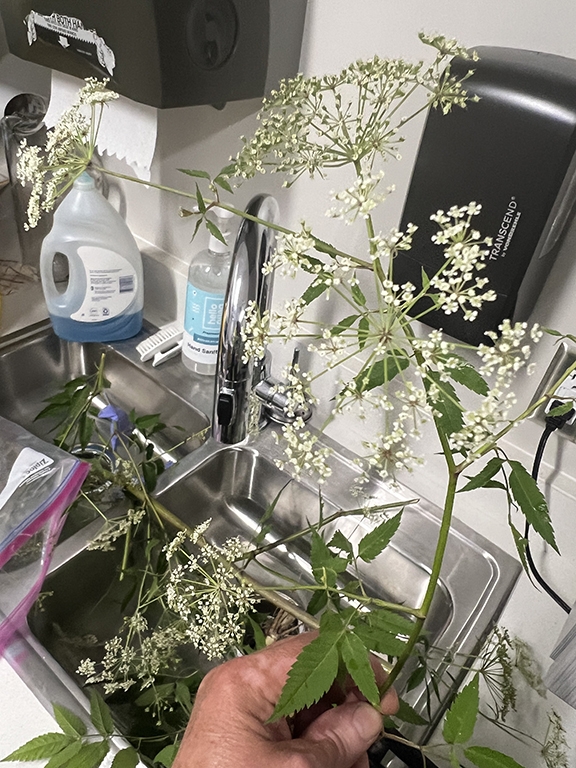 Umbels of white flowers.