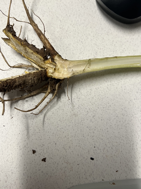 Stem in transverse section, showing hollowness.