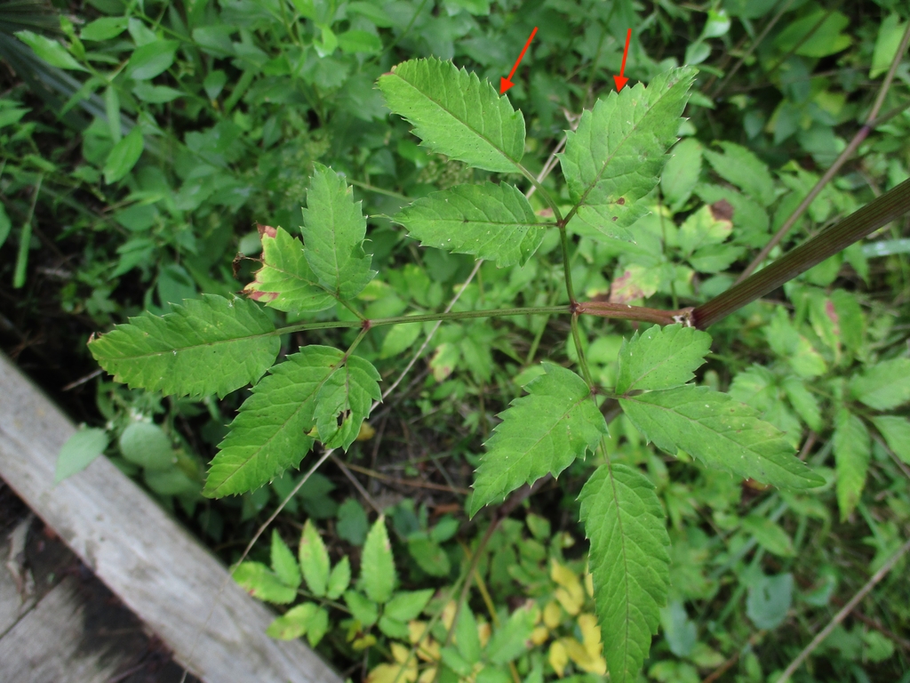 Compound leaves; leaflet margins serrate