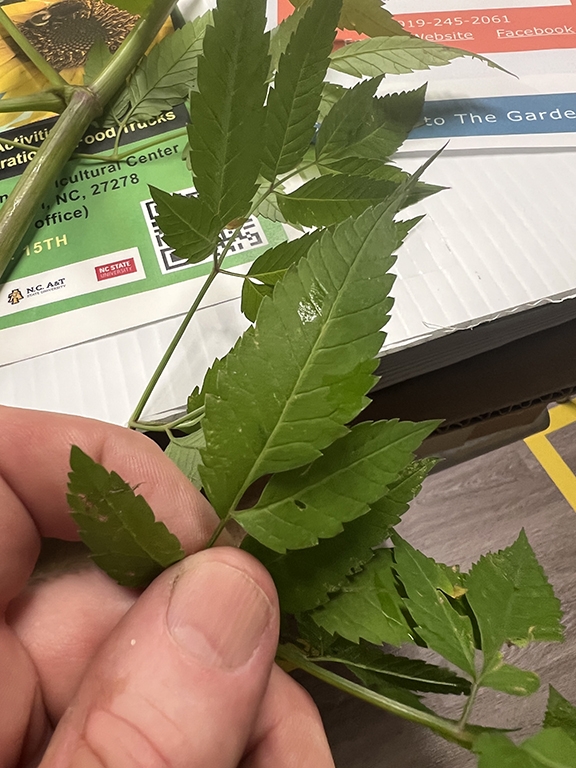 hand holding leaflets