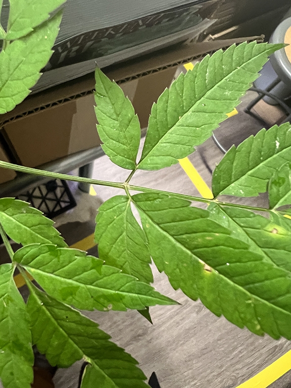 Leaflets with serrate margins.