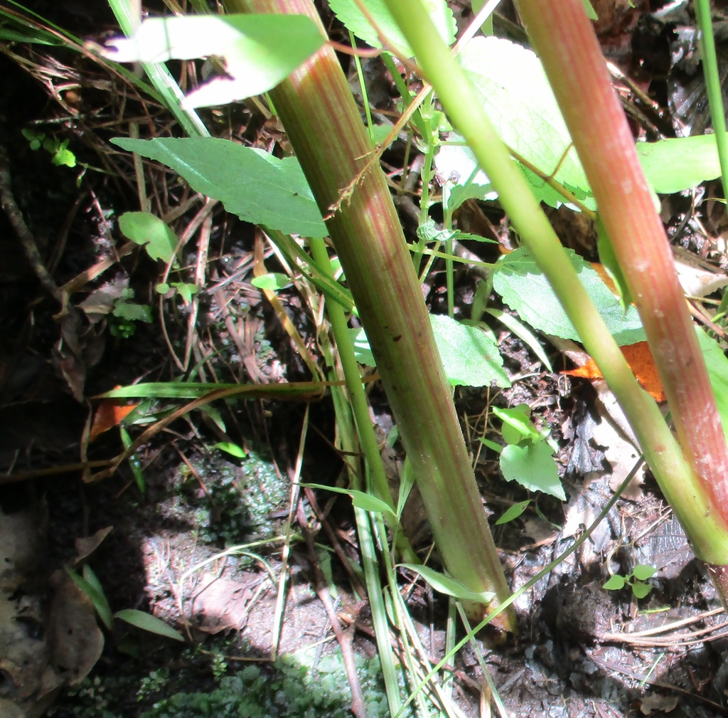 Stems green or reddish green