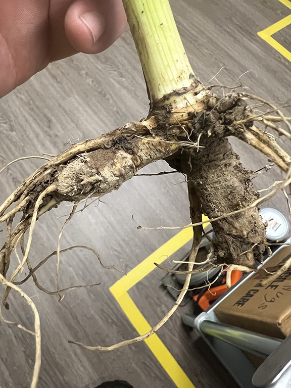 Base of plant showing thickened roots.