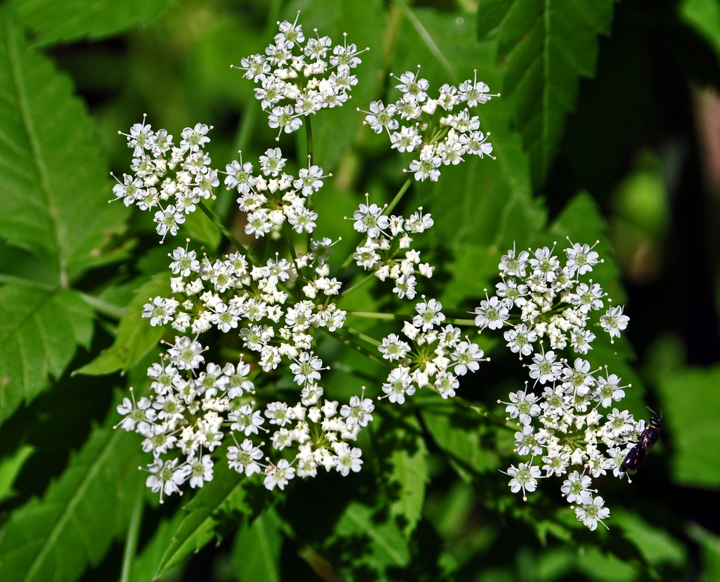 Cicuta maculata