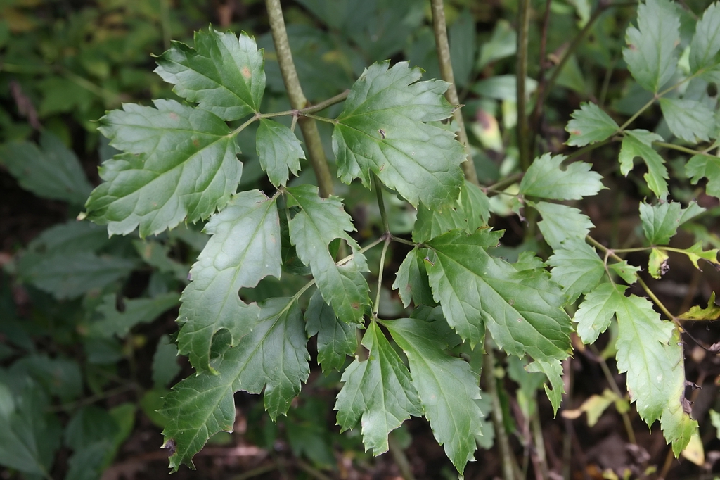 Leaves and stem