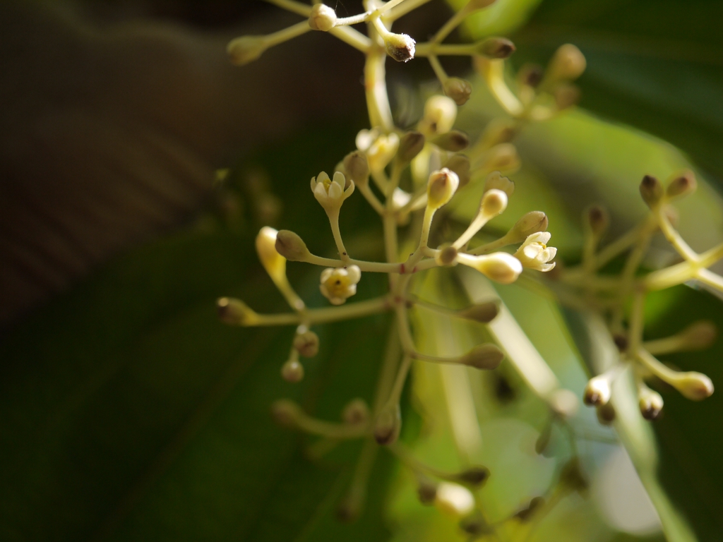 Budding Flowers