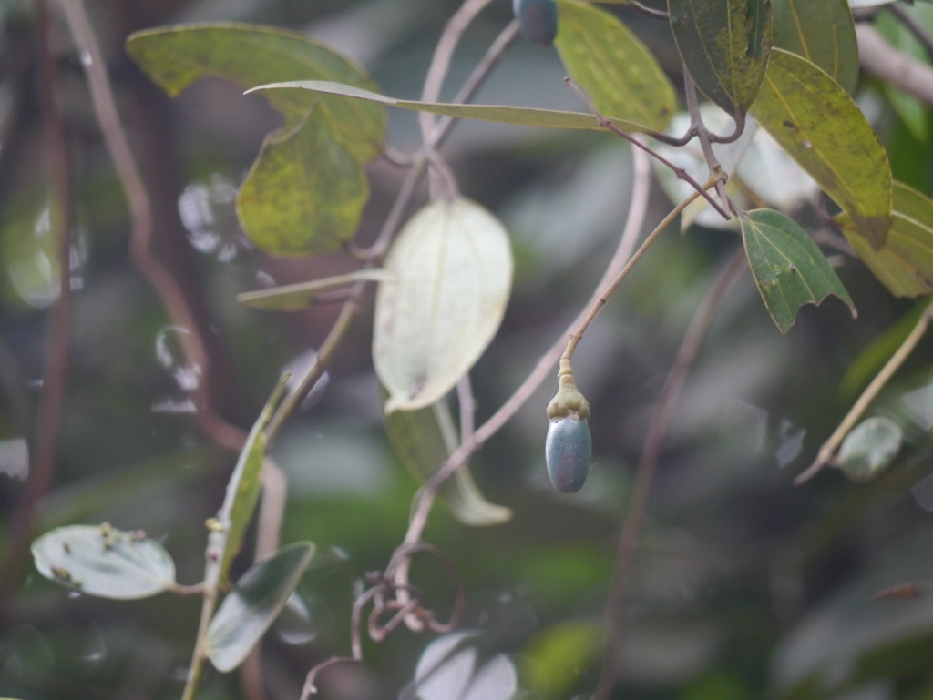 Fruit