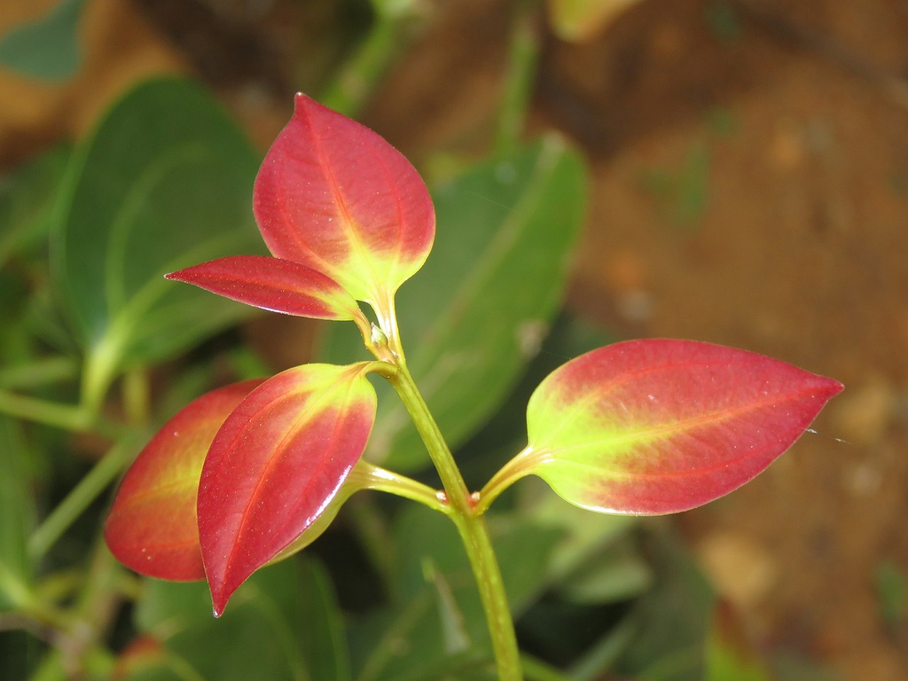 Young Leaves