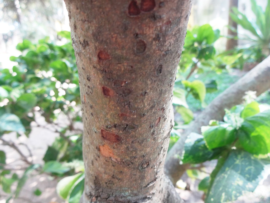 Bark