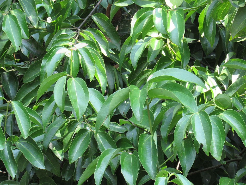 Leaves