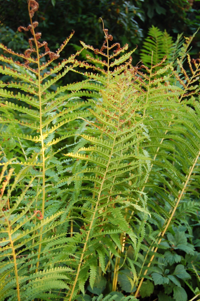 fronds