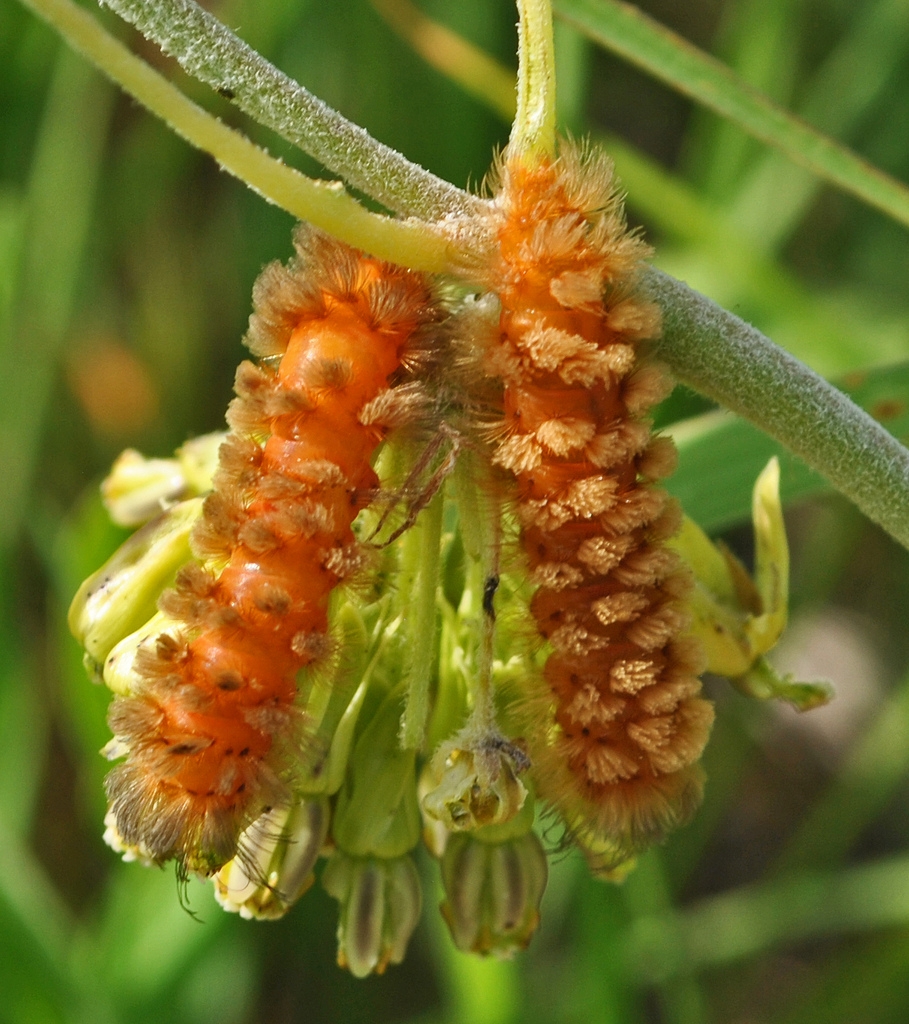 Flower with two orange hairy Cinopinatus caterpillars