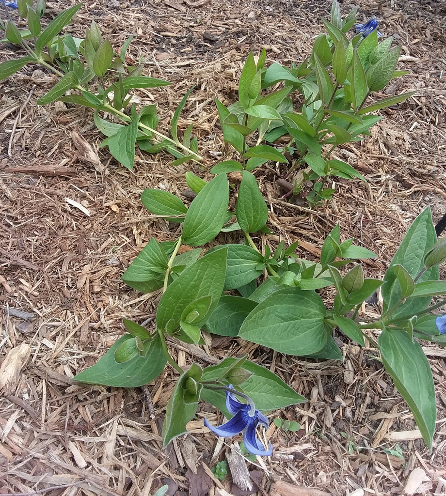 Plant form