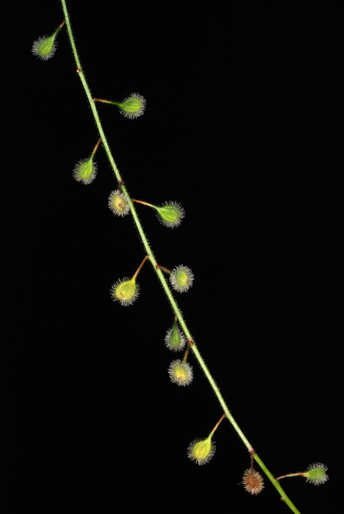 Stem and capsules (Lexington, MA)-Early Fall