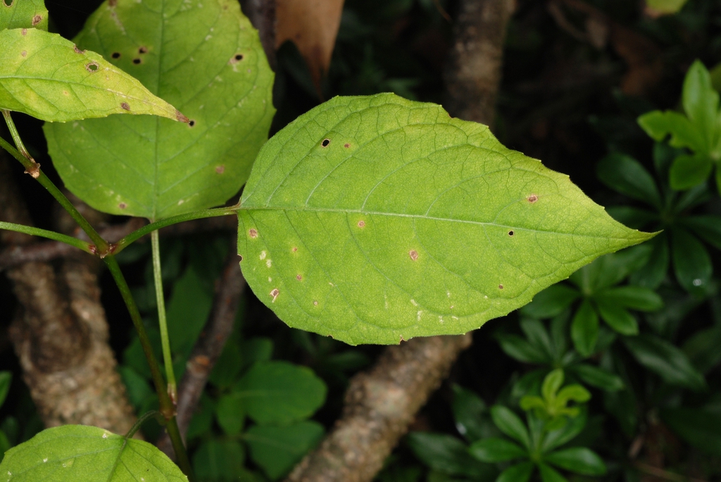 Opposite leaves (Lexington, MA)-Early Fall