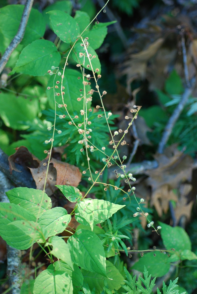 Form in fall  (Lexington, MA)-Early Fall