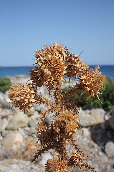 Cirsium