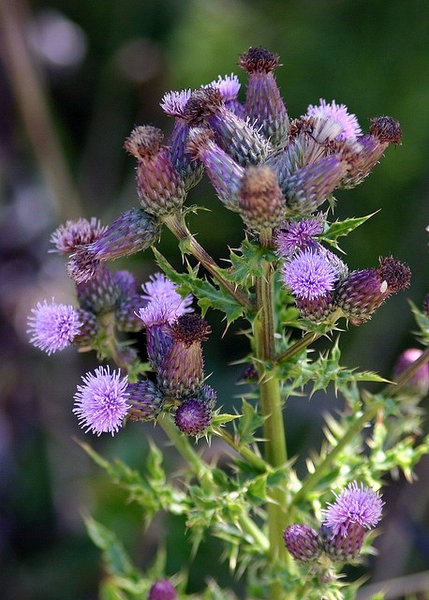Cirsium arvense