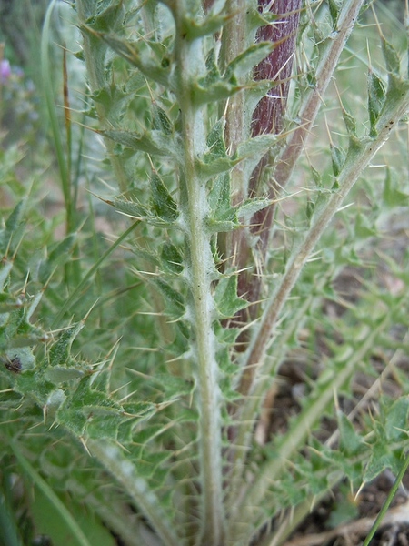 Cirsium brevistylum