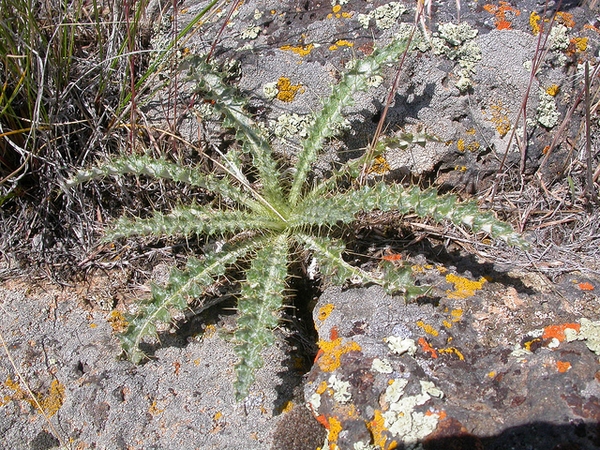 Cirsium canovirens