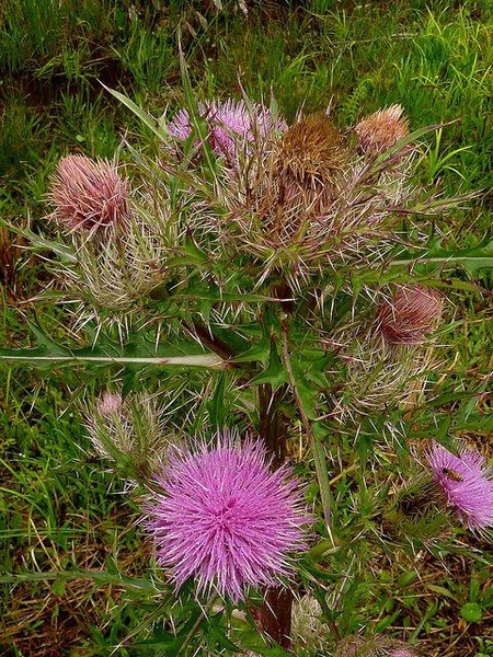 several pink blooms if disc flowers