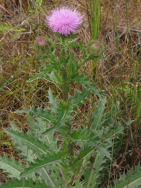 Plant in bloom with pinkish flower