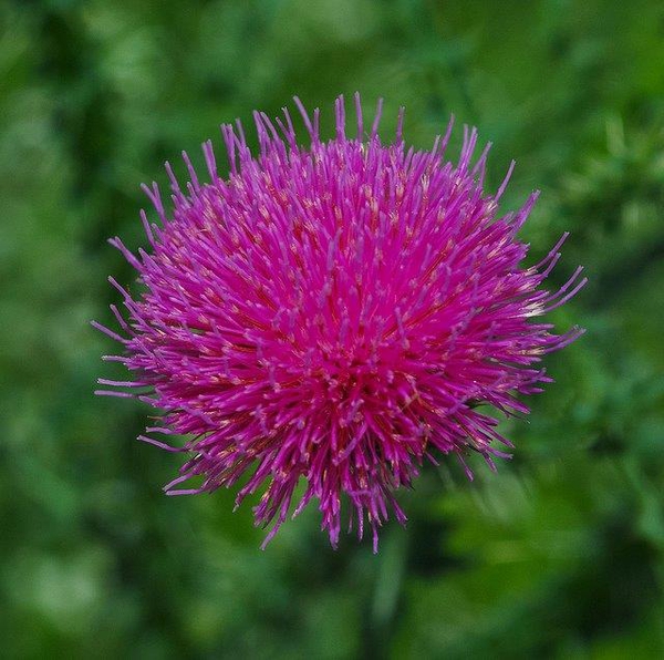 Circium muticum
