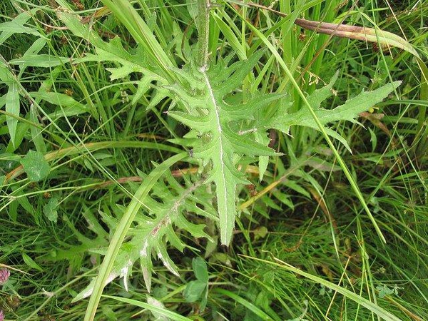 Cirsium muticum