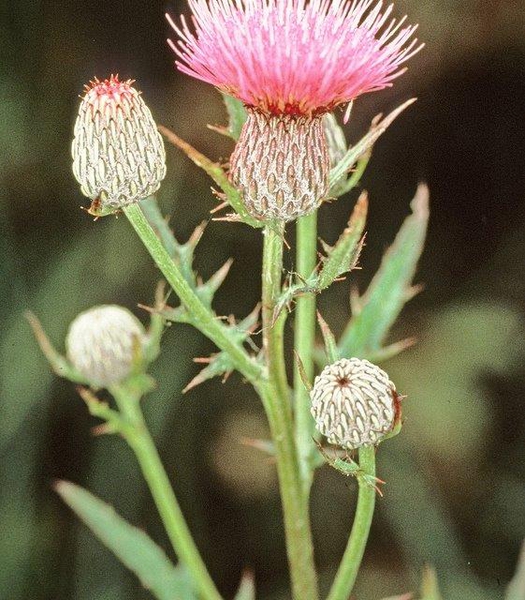 Cirsium muticum