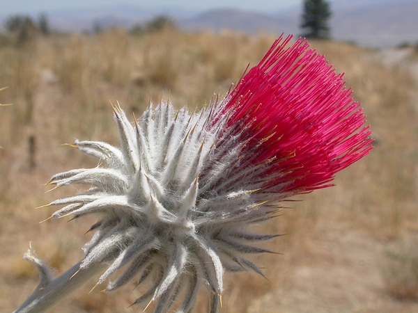 Cirsium occidentale candidissimum