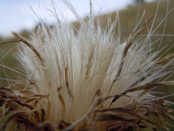 Cirsium undulatum