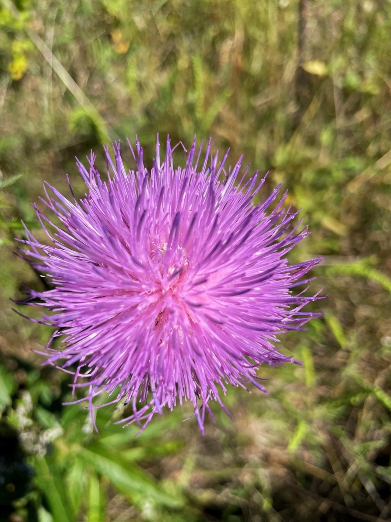 Flower detail