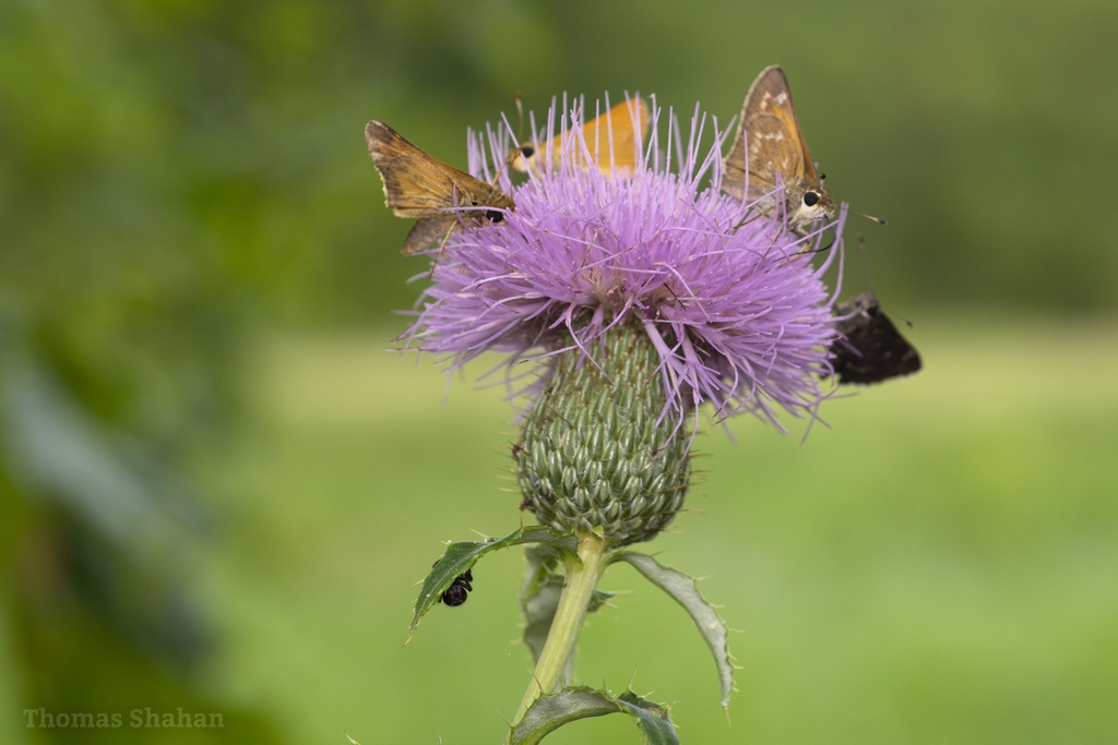 Side view of flower