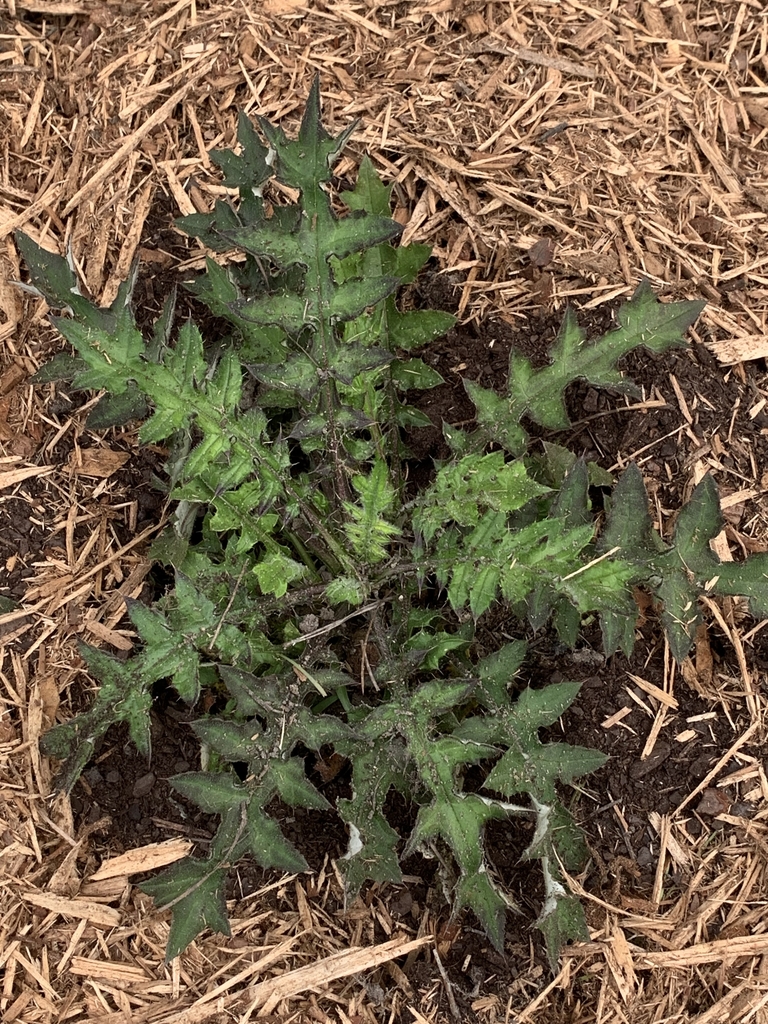 Leaves of basal rosette
