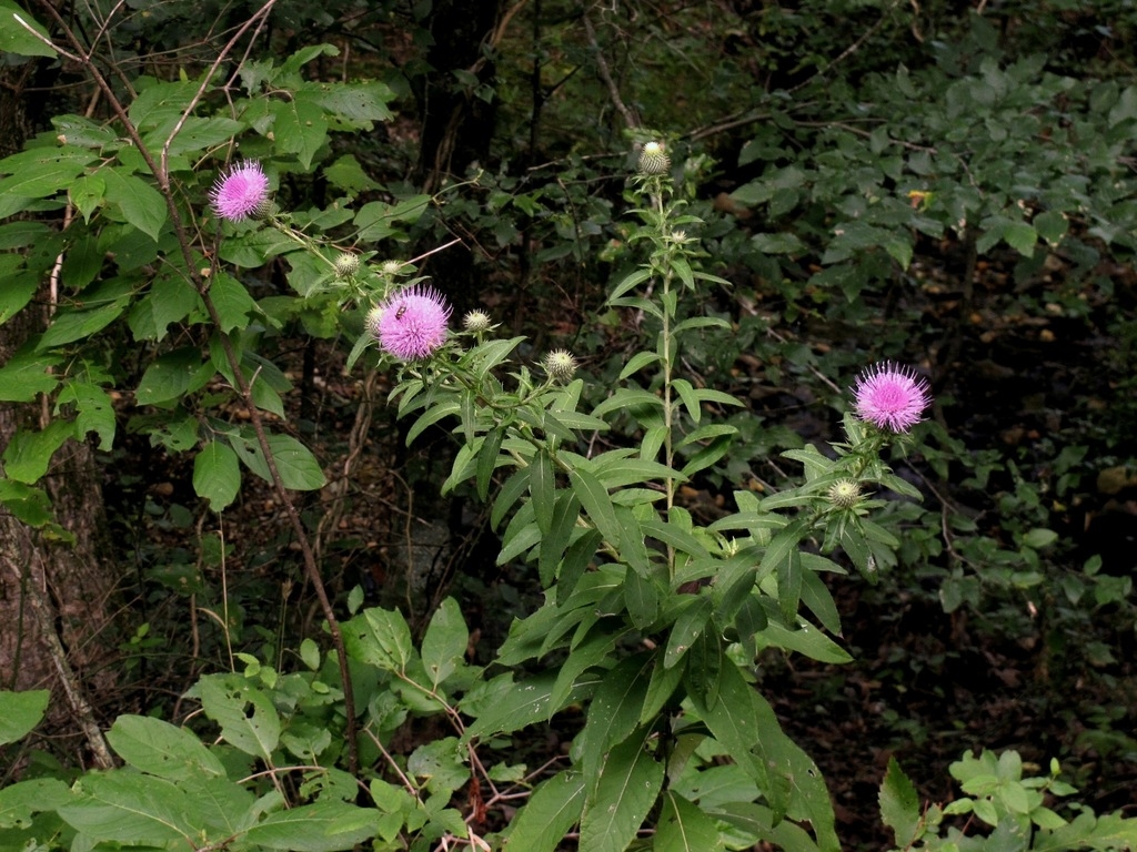Form in bloom