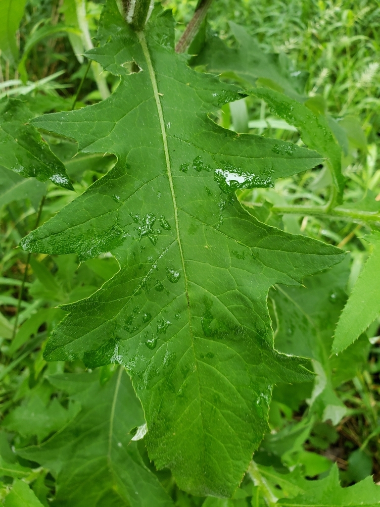 Leaf detail