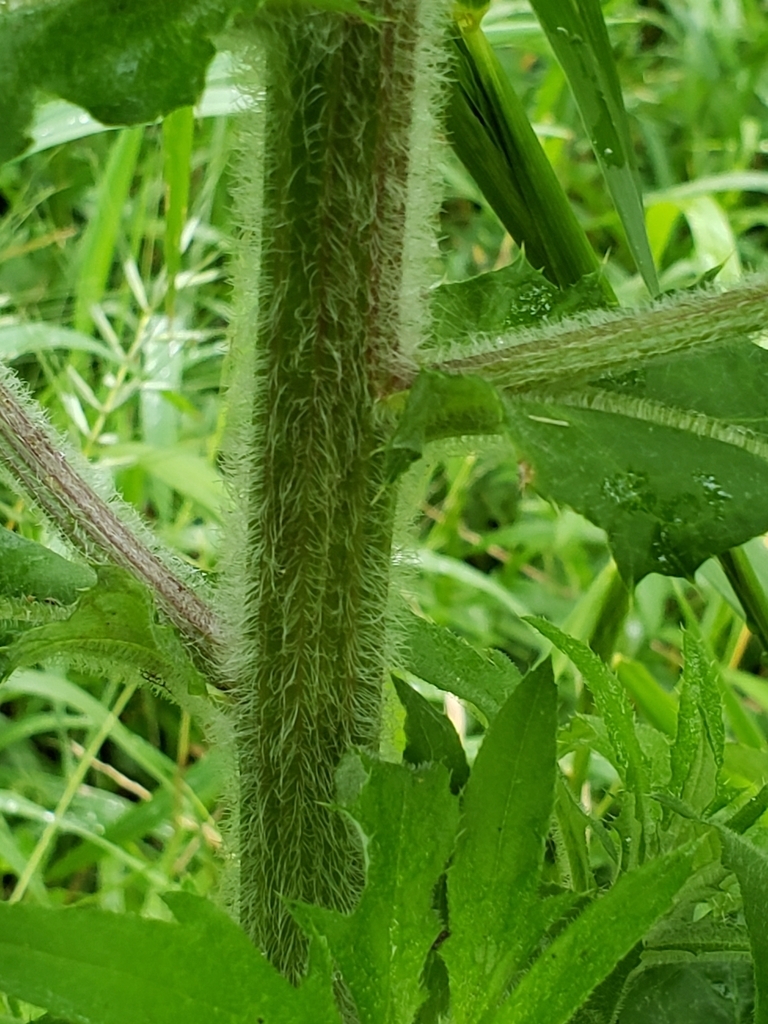 Hairy stem