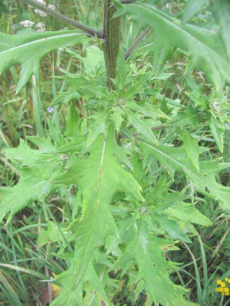 Stem leaves