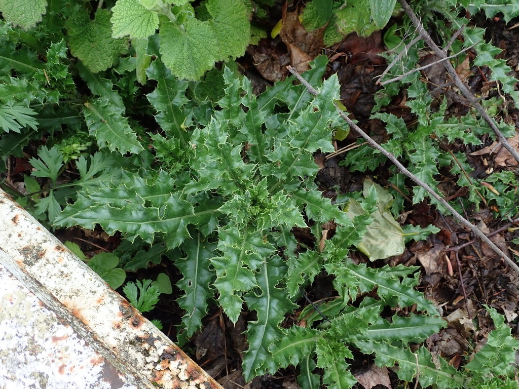 Rosette of spiny leaves