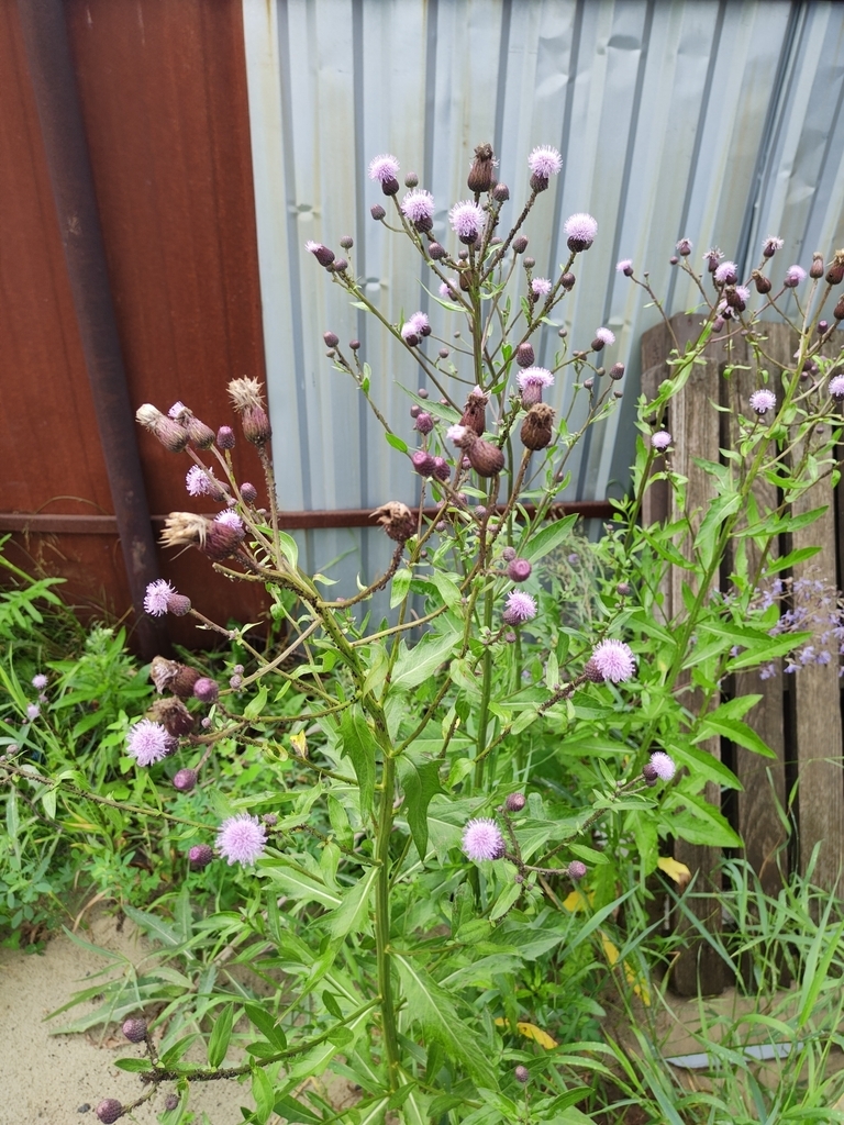 Pink thistle flowers & spiny leaves