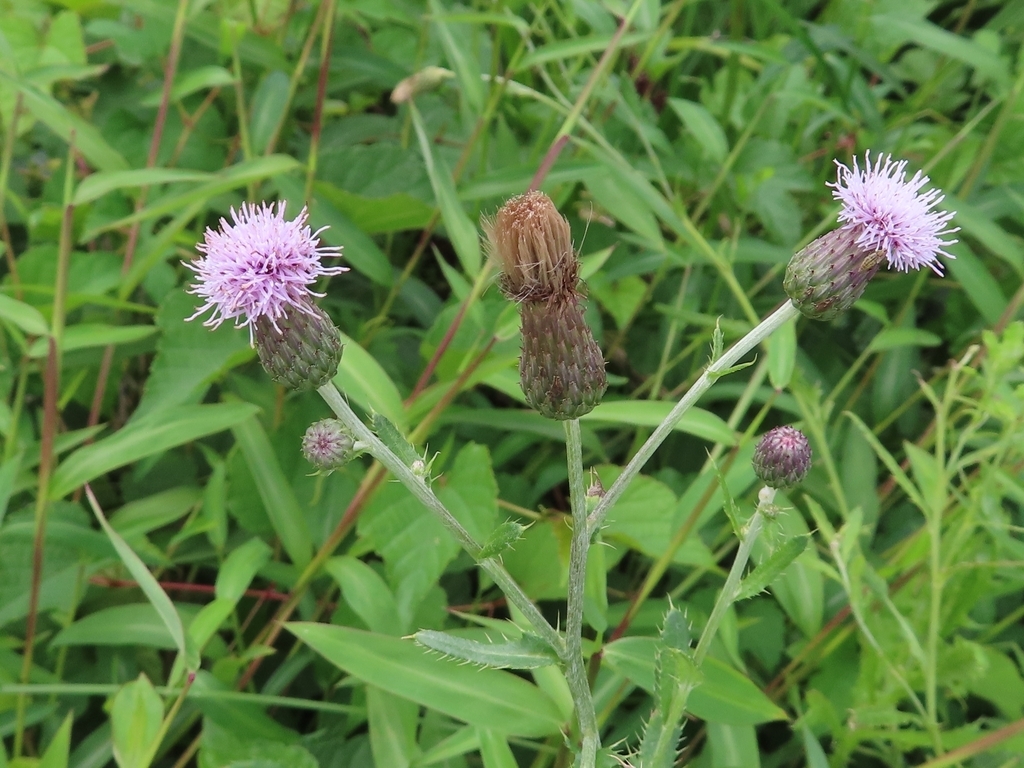 Pink thistle flowers & spiny leaves