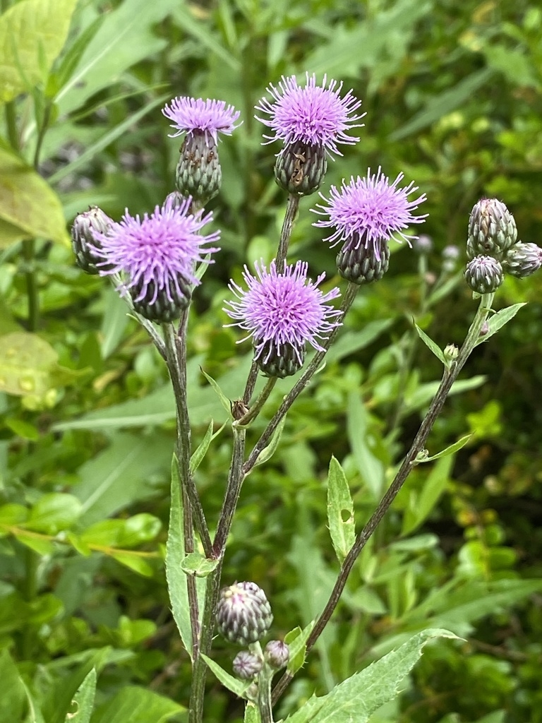 Pink thistle flowers & spiny leaves