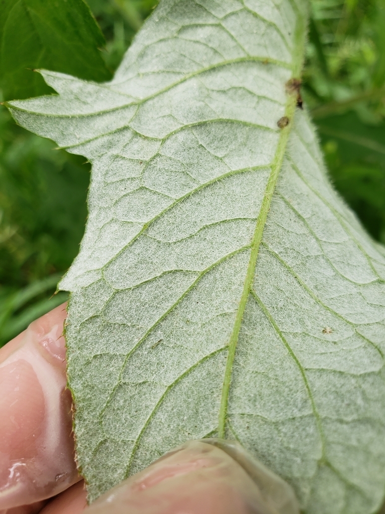 Dense hairs on underside of leaf